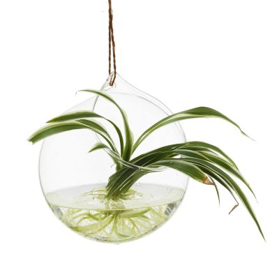 Home Decor Teardrop Shape Hanging Clear Flower Glass Vase 